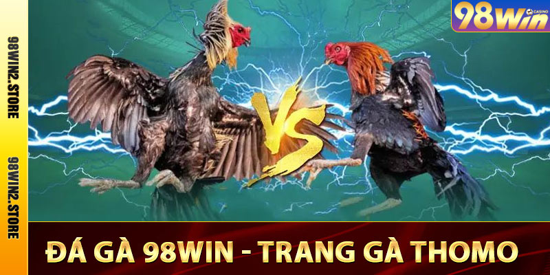 Đá Gà 98win - Cá Độ Đá Gà Campuchia Thomo Trực Tuyến